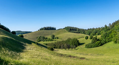 Bild von der Natur mit Hügeln und Bäumen